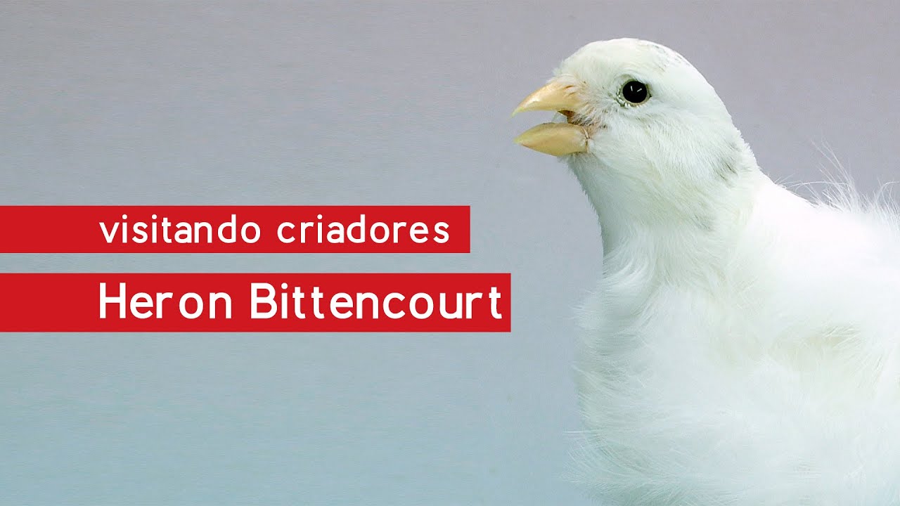 Visitando Criadores - Heron Bittencourt - Canários de Porte - Frisado Parisiense