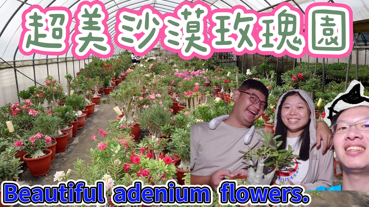 嘉義超好逛沙漠玫瑰園,阿拉伯沙漠玫瑰Adenium/desert rose 