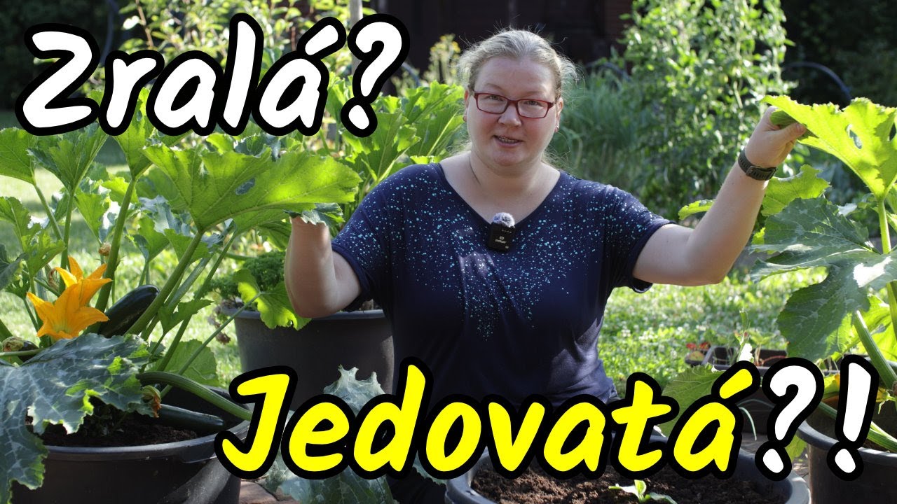 😊❌🤢 Poznáte ZRALOU i JEDOVATOU cuketu? Sklizeň cuket