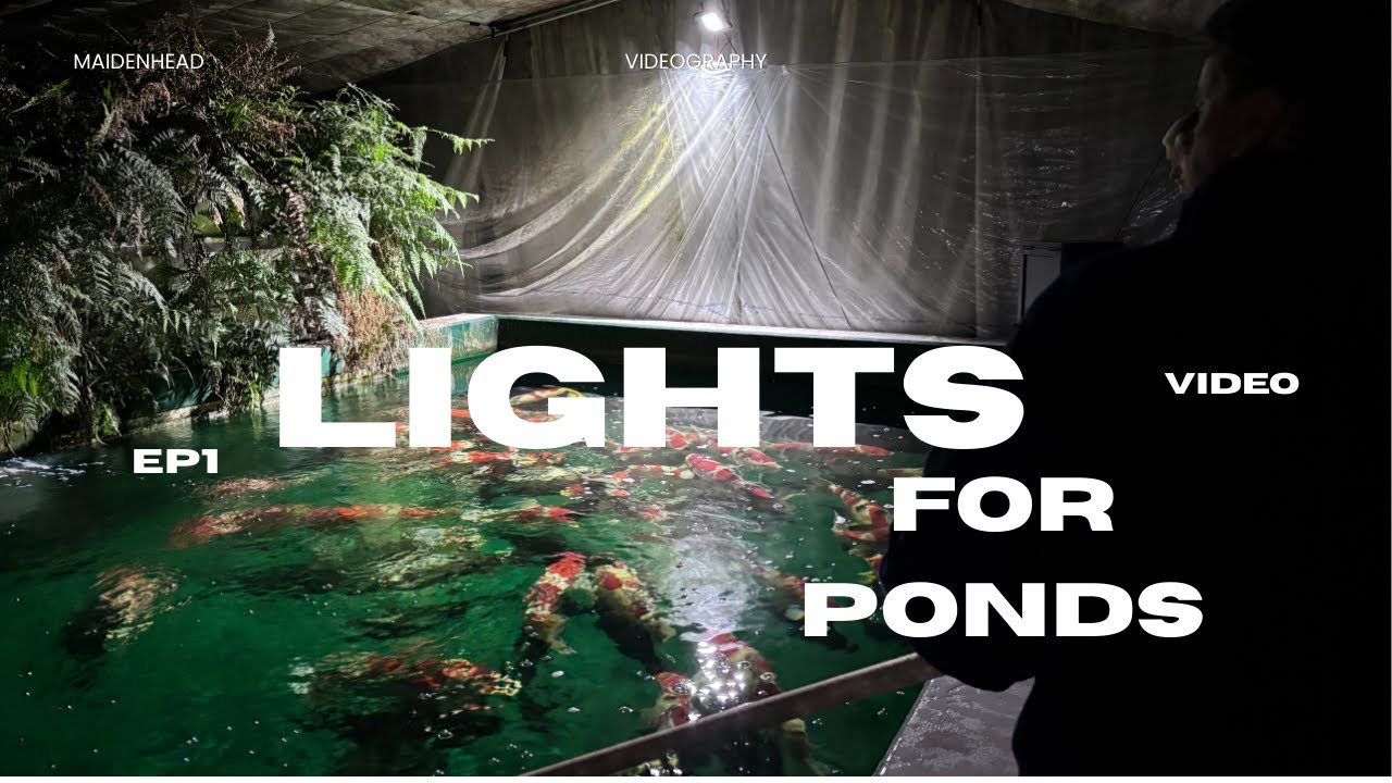 Pond Lights for my Koi Fish. 4K Full Spectrum lights from Maidenhead Aquatics UK 🇬🇧🇬🇧🎉🎉🔥 the test …