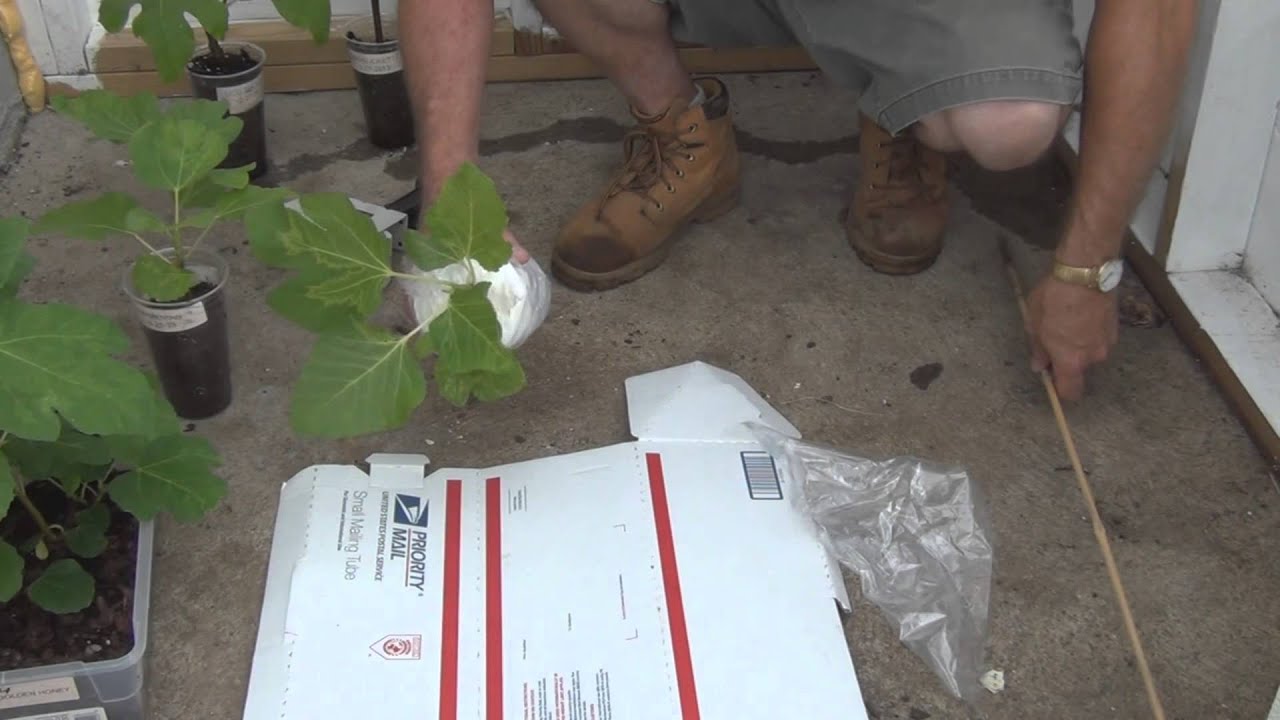 How to ship fig plants in USPS shipping tubes