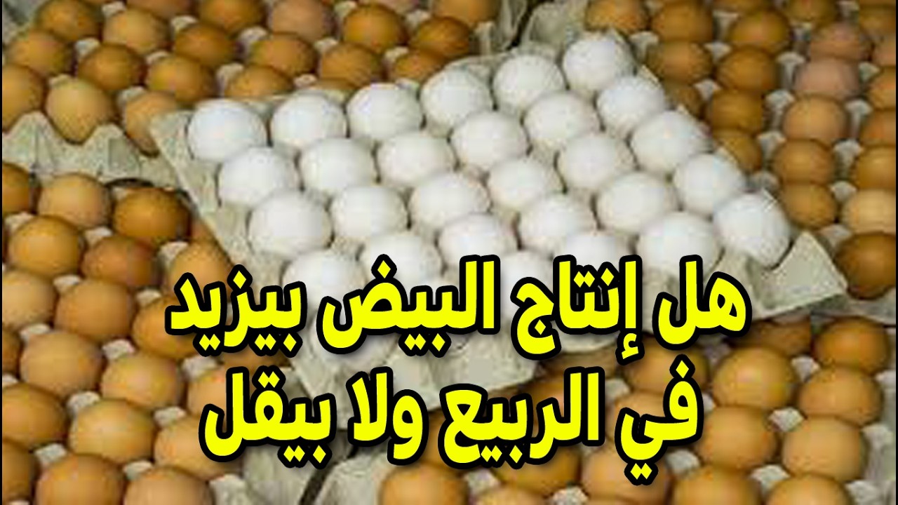 لو عايزة كراتين بيض في الربيع اعملي الخطوة دي فوراً خطوة مهمة ببلاش هتوفر معاك وهتزود الانتاج