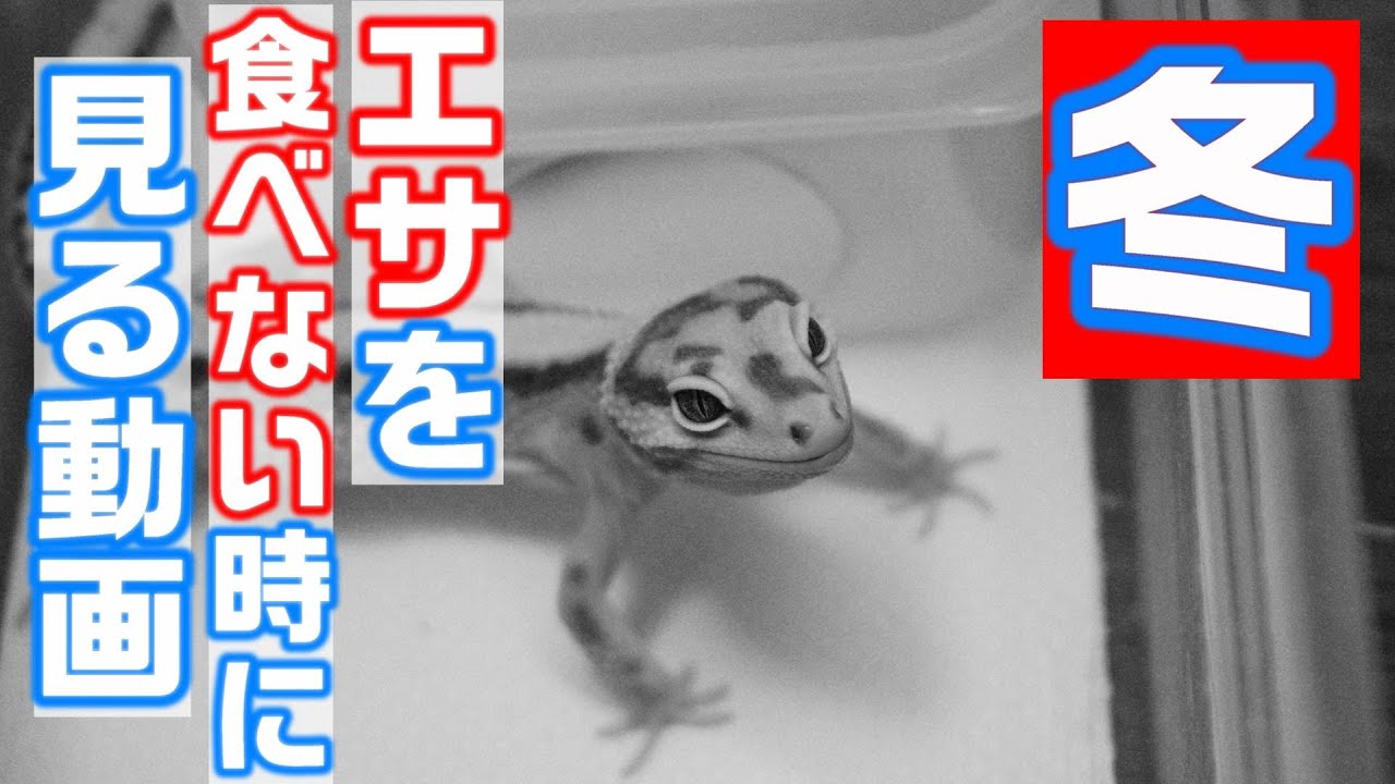 【なぜエサ食べない⁉】レオパが冬にエサを食べなくなった時に見る動画