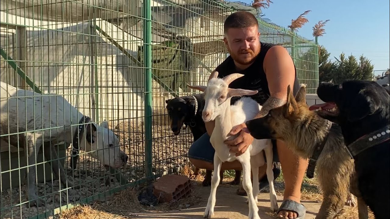 KEÇİLERİ KÖPEKLERLE TANIŞTIRDIM TYSON SALDIRD! 