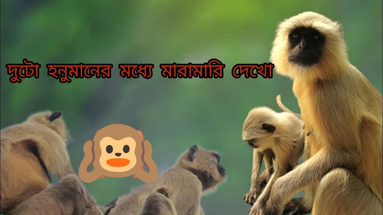 ভাবতে পারেন একঝুড়ি আলু নিয়ে দুটো হনুমানের মধ্যে এত মারামারি লেগে যাবে?।। 🐵🐒 How to fight potato