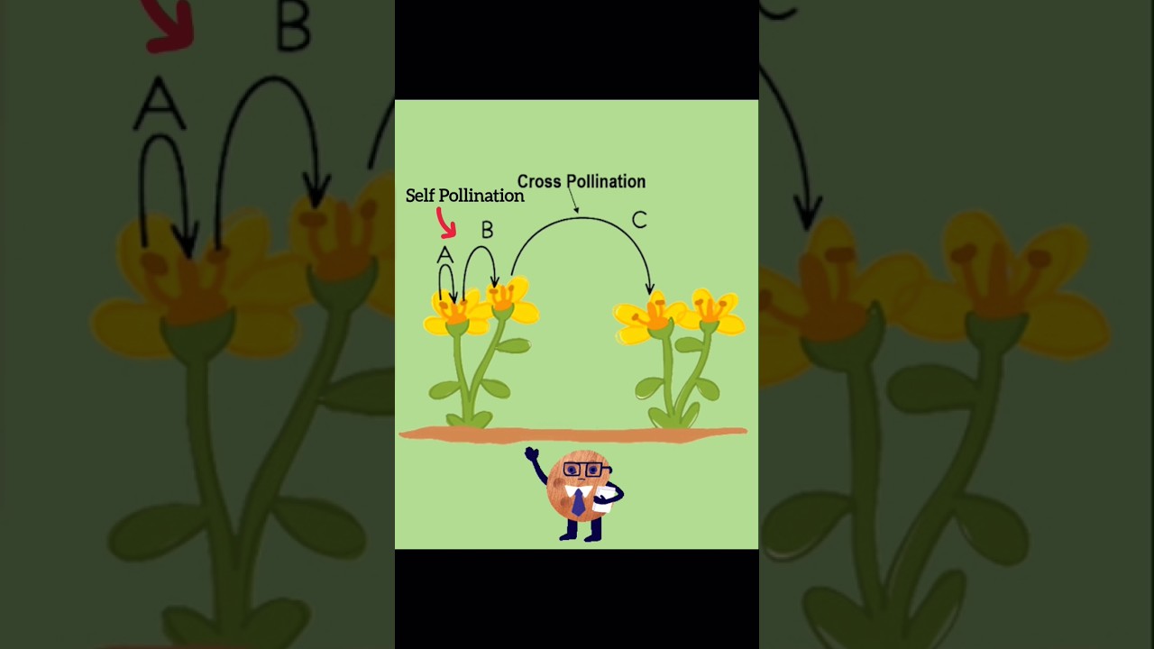 Difference between Self Pollination & Cross Pollination