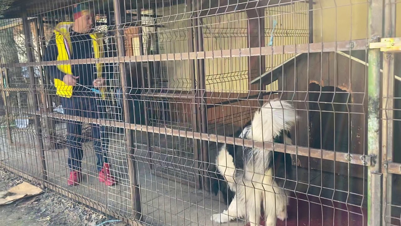 Ciobanescul de Bucovina a trecut de la agresivitate la colobarare in termenii dictati de mine !!!!