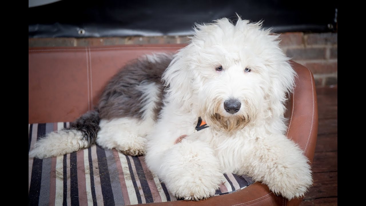 Bismarck - Old English Sheepdog Puppy - 2 Weeks Residential Dog Training