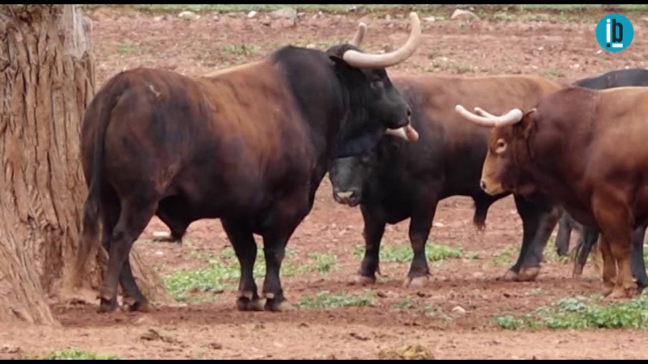 Pitarroso, Toro Enmaromado 2016 Benavente