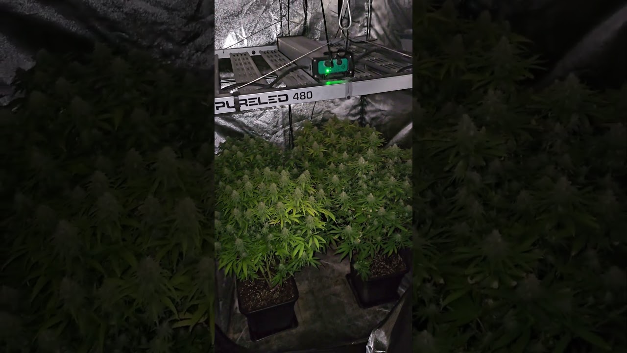 Critical + indoor planting (Pev seeds, Pevgrow) 4k60fps     #4 #420