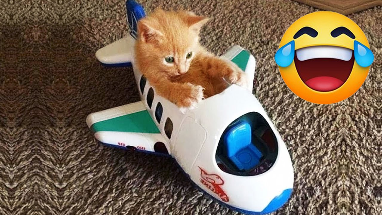 🤖Try Not To Laugh 🍭Funniest Cats & Dogs 😍 Funny Animals #Funniestanimal #FunniestCats