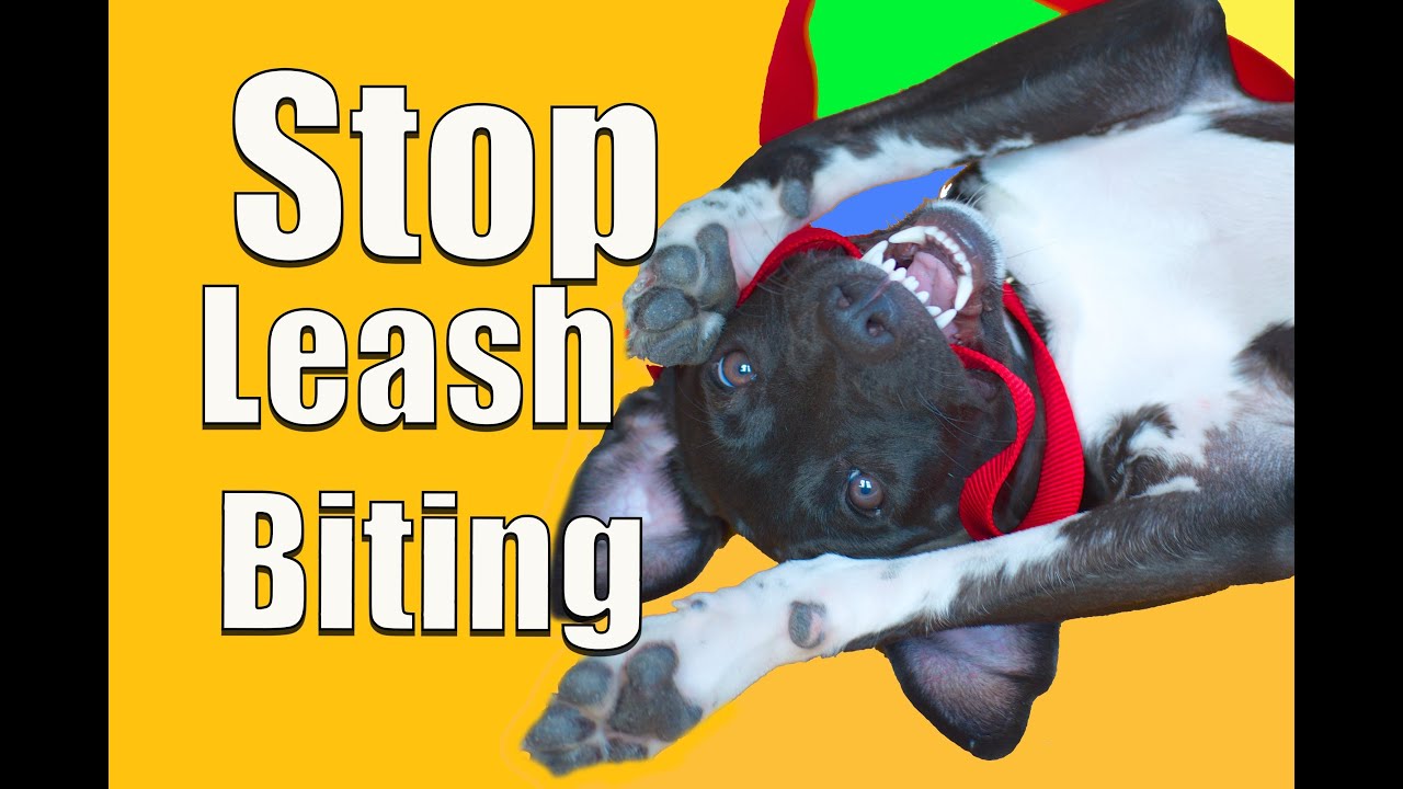 How To Stop PUPPY BITING on a Leash!