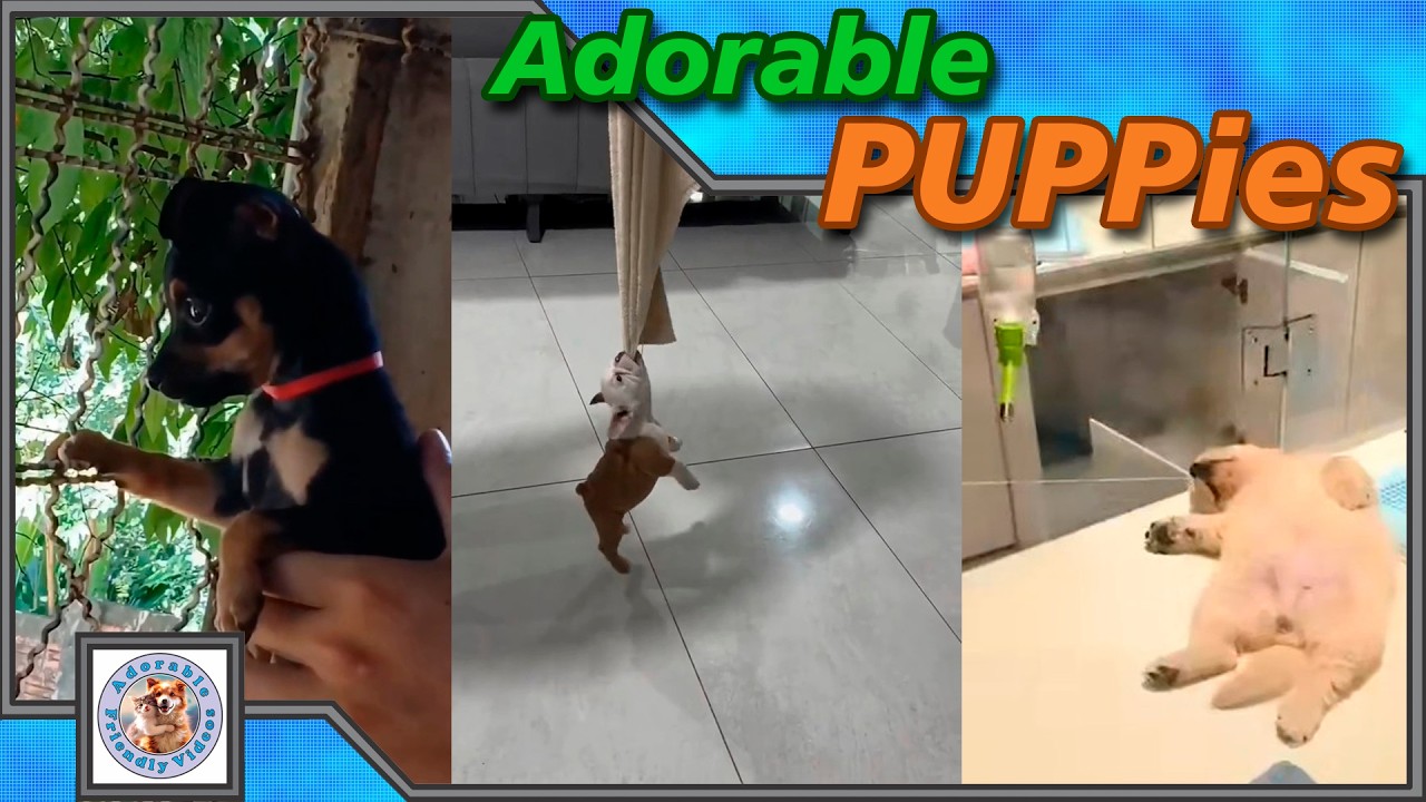 Adorable fluffy puppies! Choose your favorite and leave a comment! #064  Subscribe for more!