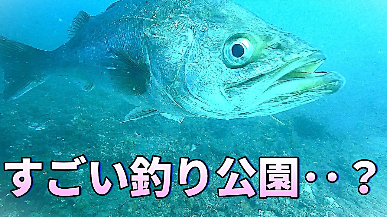 すごい釣り公園！とっとパークの水中映像