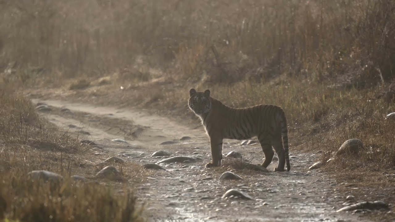 Jim Corbett National Park  Episode 1   4K