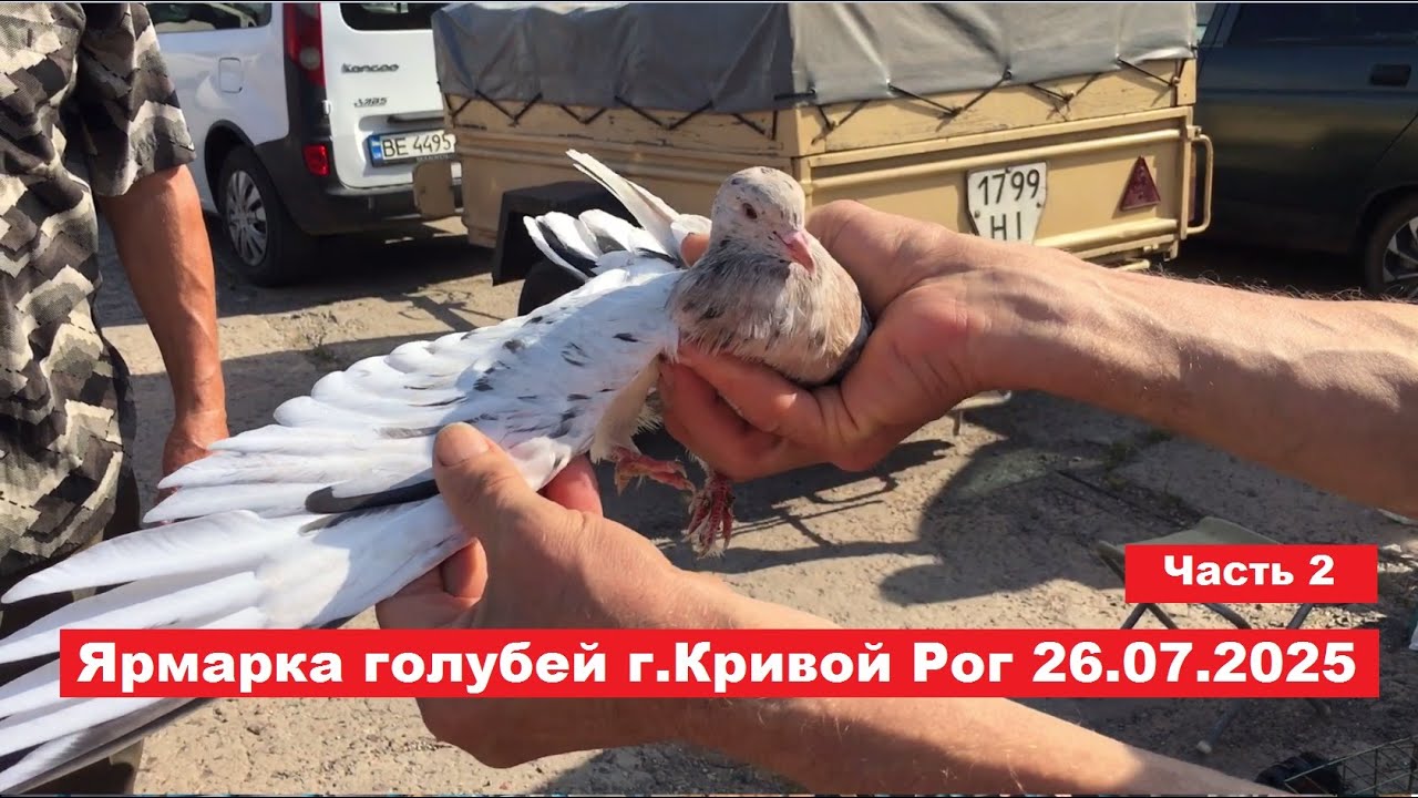Ярмарка голубей и декоративных птиц г. Кривой Рог 26.07.2025. Часть 2