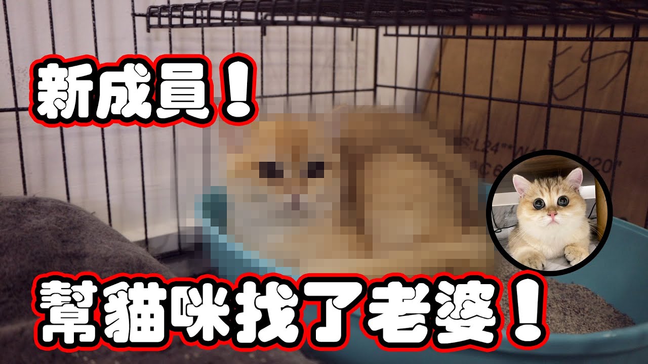 我们的新成員！！幫貓咪找了新老婆！超級可愛？！