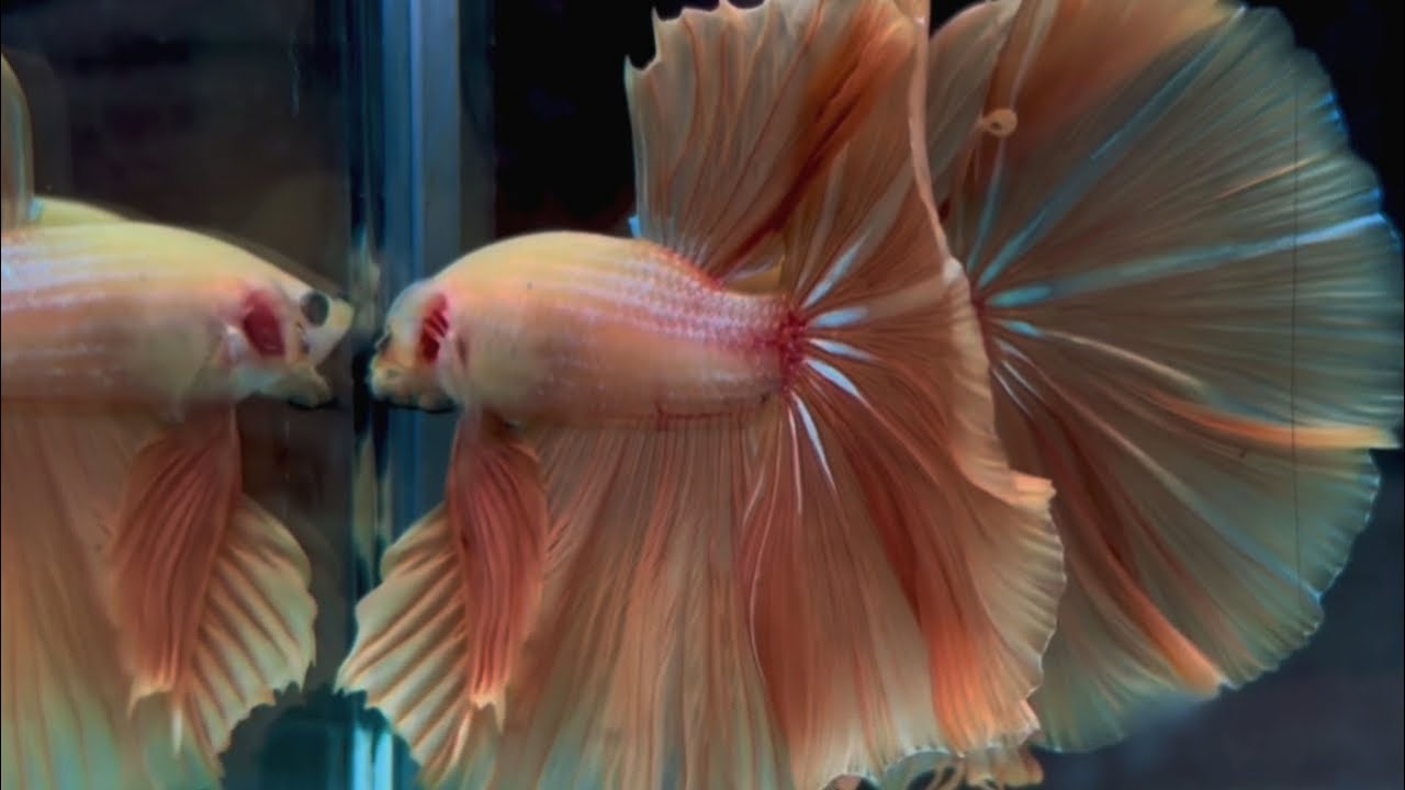 Super Nice Vibrant Colors Siamese Fighting Betta