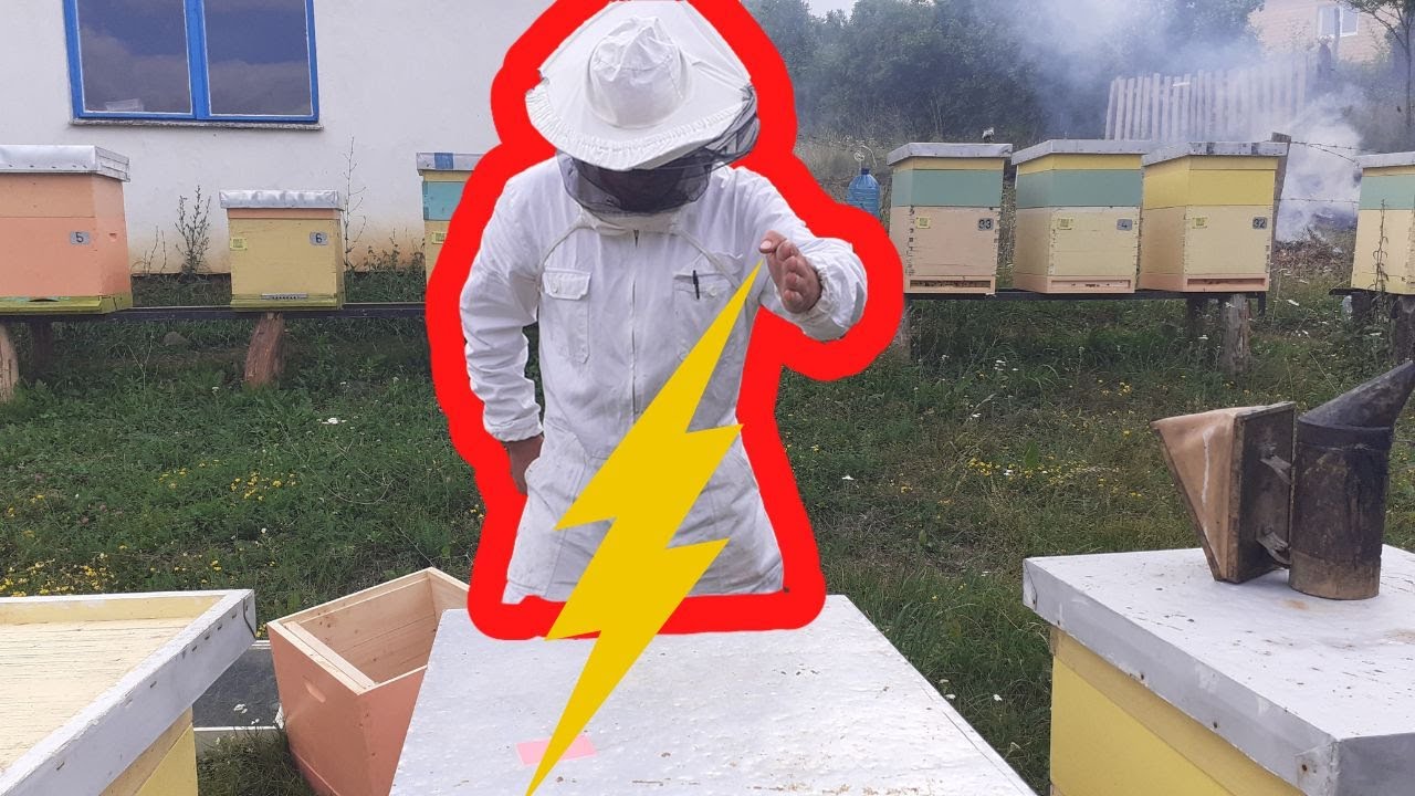 Si te ndahet Bleta | How to split Beehive