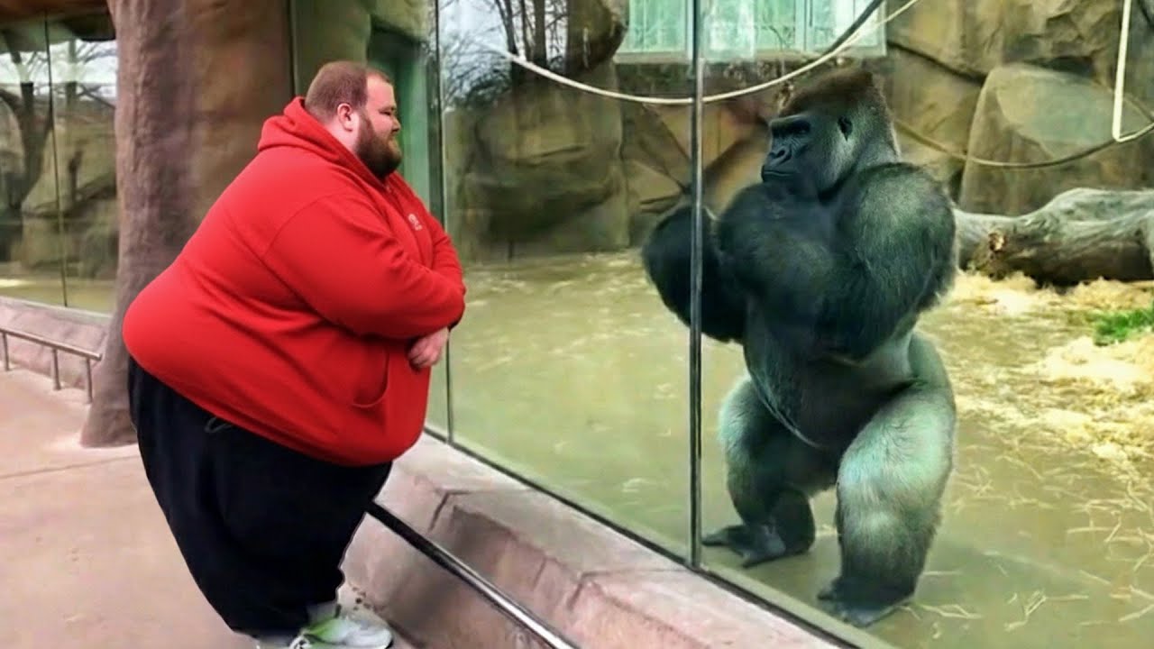 Try Not To Laugh: When Animals Turn Into Comedians 😂