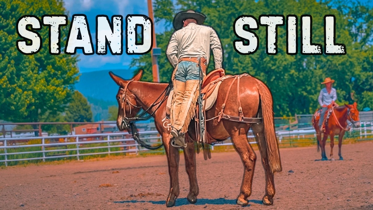 Does Your Mule Or Horse Move While Mounting? This Will FIX IT!
