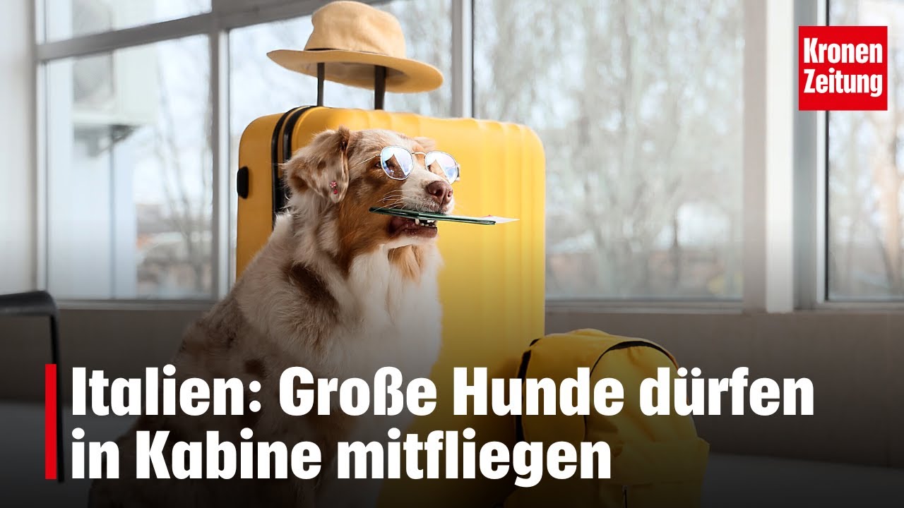 Italien lockert Regeln: Gro&szlig;e Hunde d&uuml;rfen nun in der Kabine mitfliegen | krone.tv NEWS