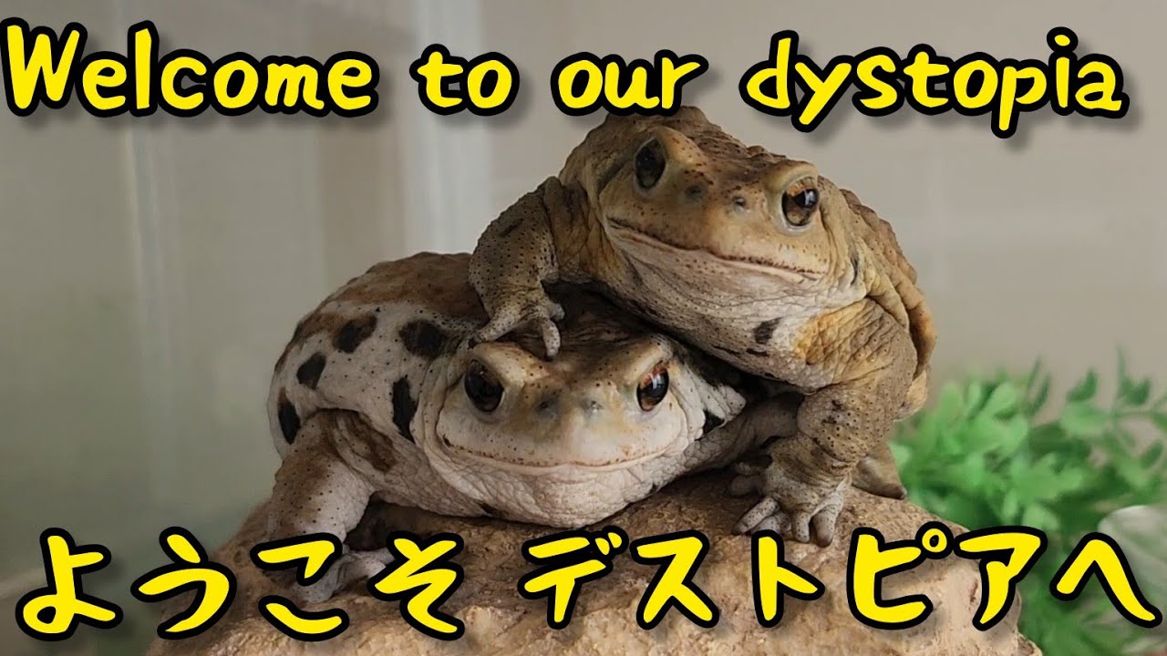 We live in a wonderful world 🌎 蛙国の話#amphibians #frog #toad #real #doyouseewhatisee #notfunny