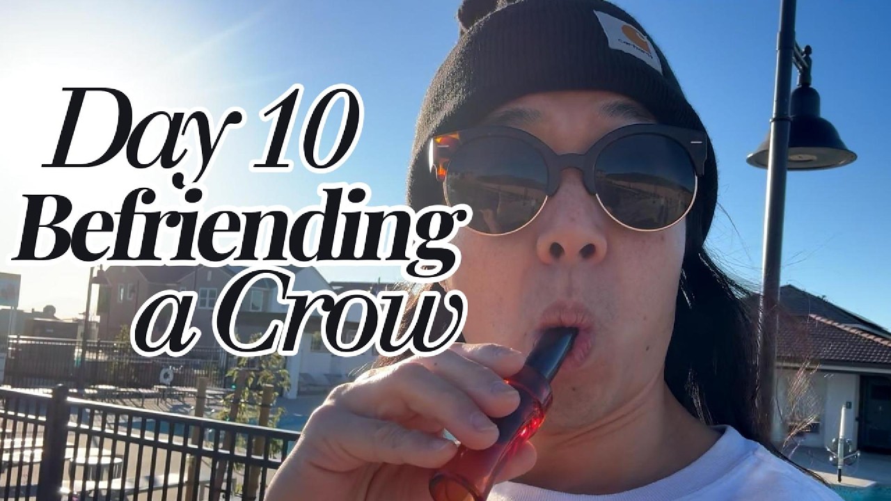 Do Bird Callers Work? - Befriending a crow - episode 10