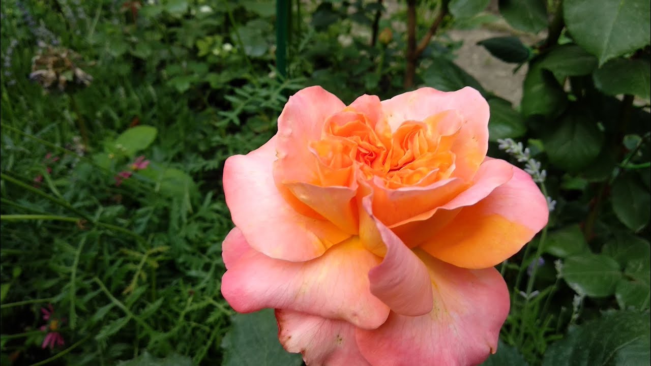 Новые сорта роз. 2021