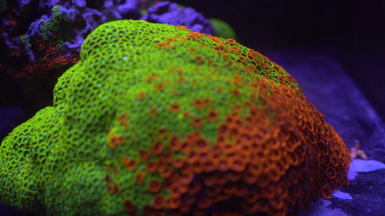 7. Sep 9th 2021 Tank Update