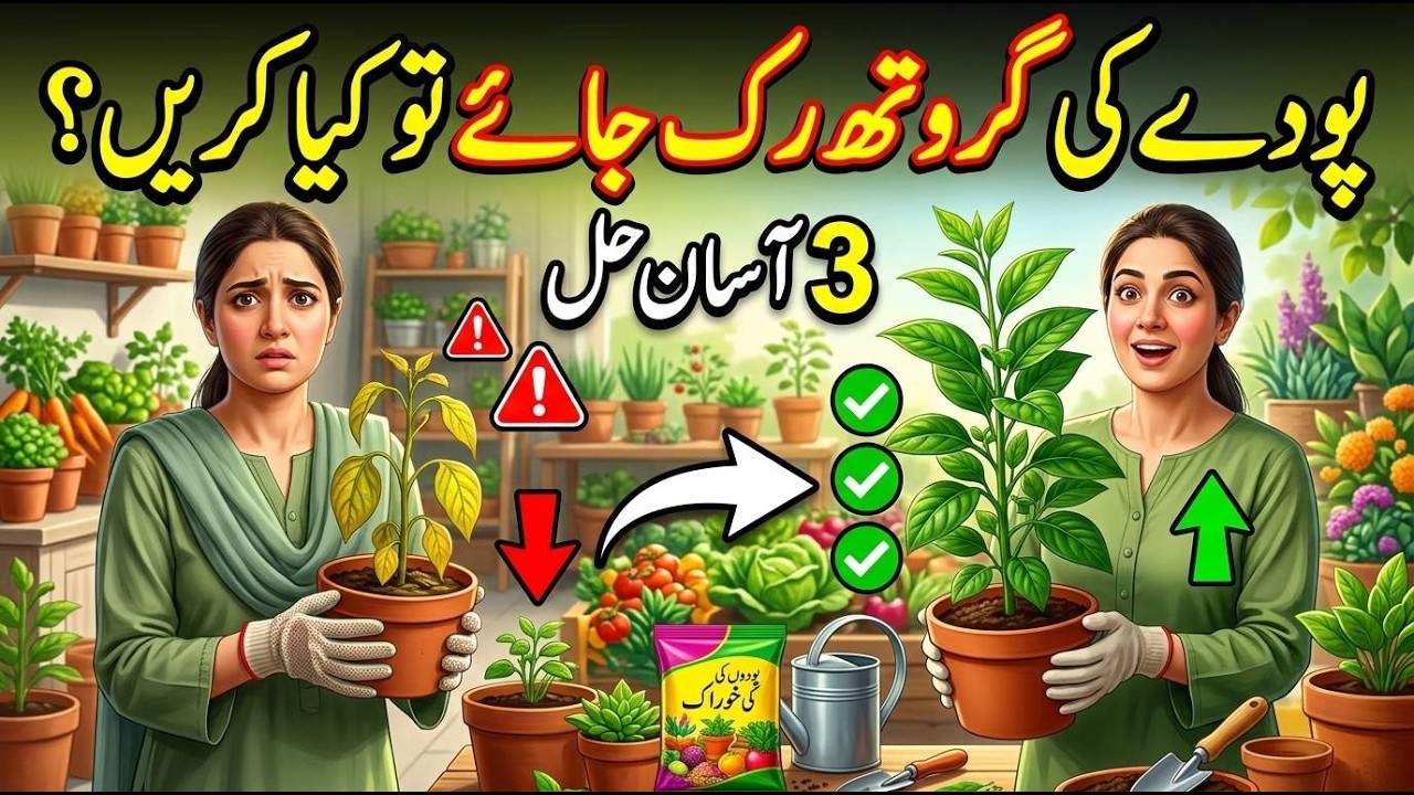Pauday Ki Growth Ruk Jaye To Kya Karein? 3 Asaan Hal | Plants Fast Growth Tips