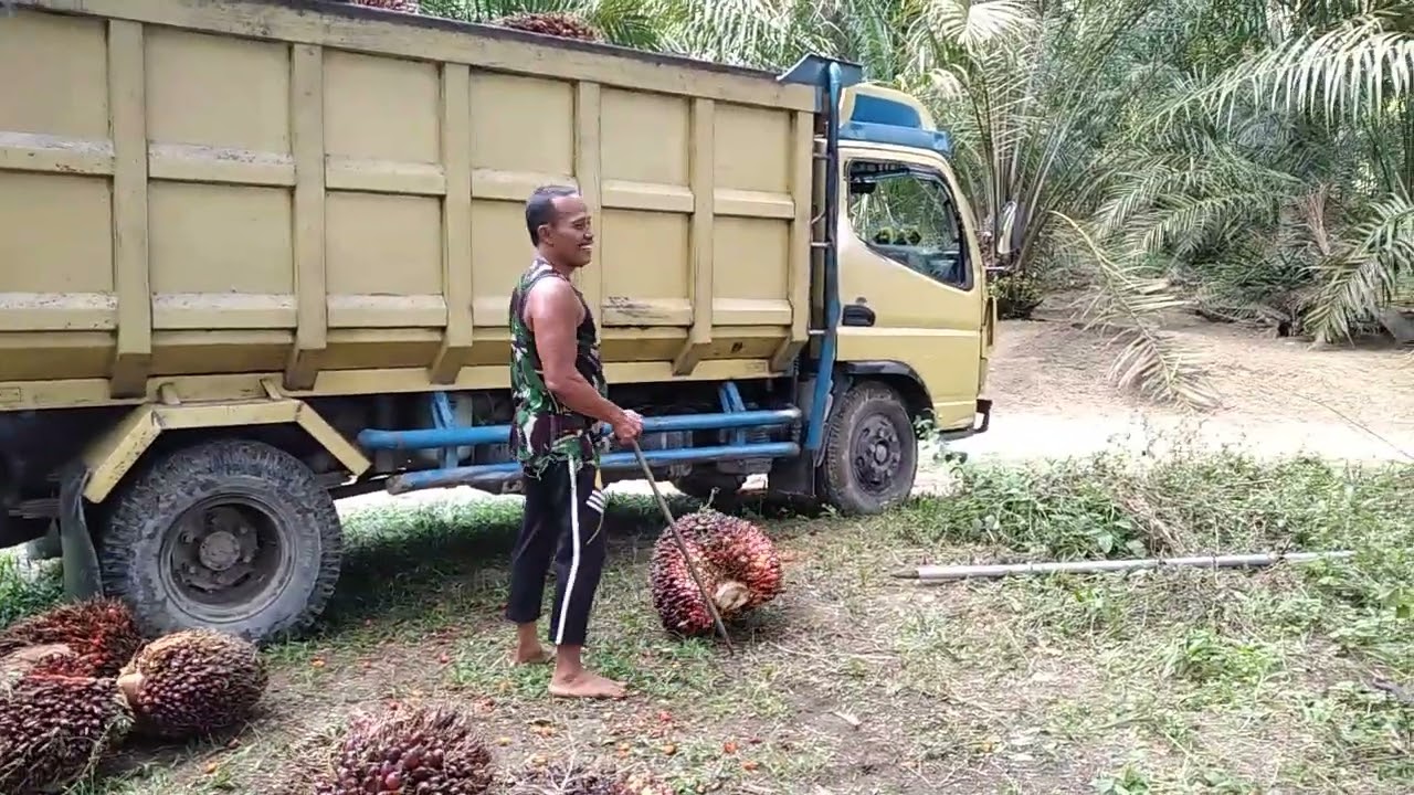 1 blok ngak ada 1 mobil pun buah nya hancur kita kawan efek musim trek