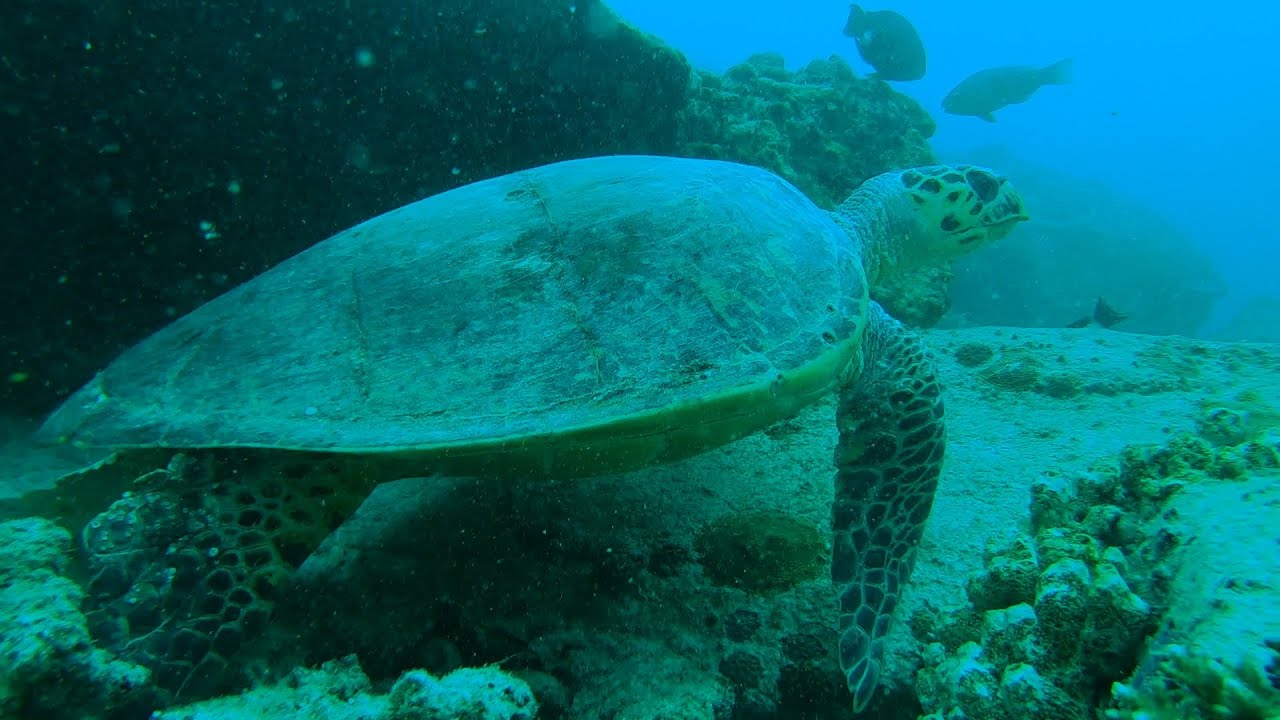 Scuba diving in the Seychelles