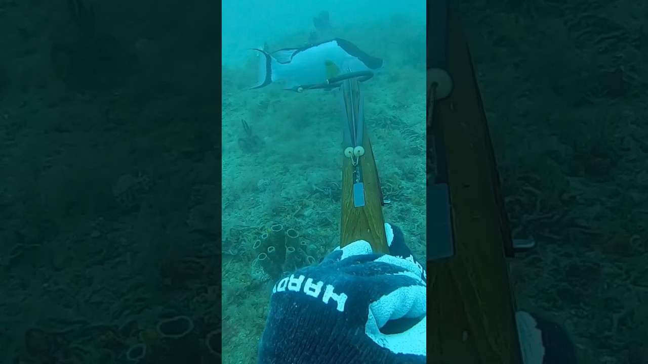 Best eating fish in the ocean. HOGFISH stoned.