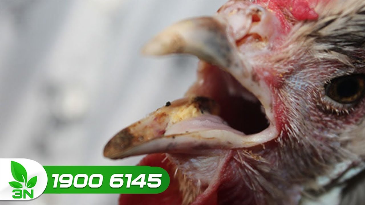 Thuốc đặc trị bệnh hen khẹc ở gà | VTC16