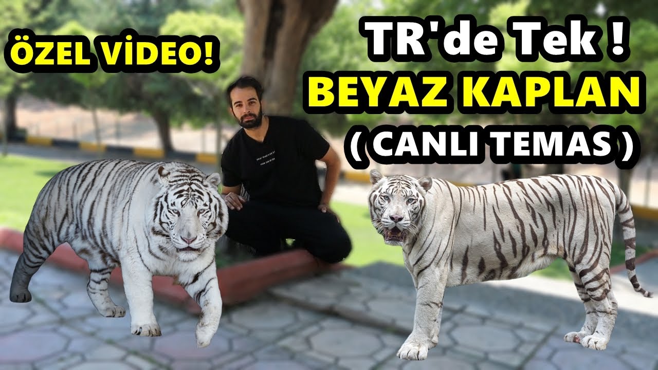 BAŞKA YERDE YOK  Beyaz KAPLAN - Tr'de TEK ! ( Özel video )