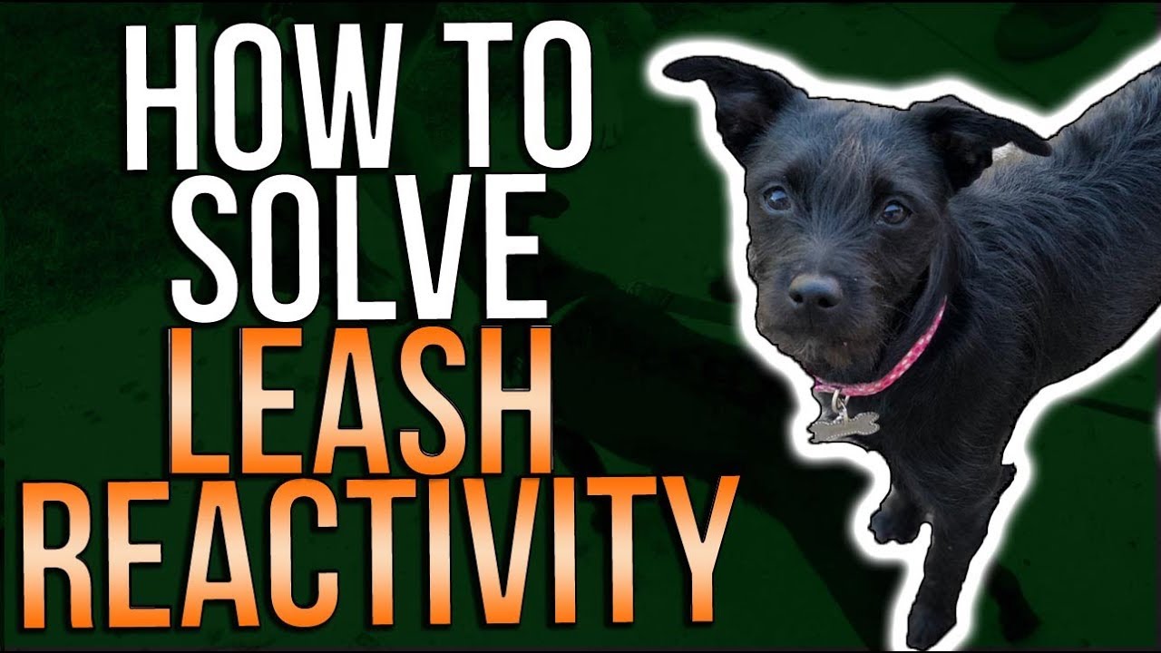 HOW TO SOLVE LEASH REACTIVITY