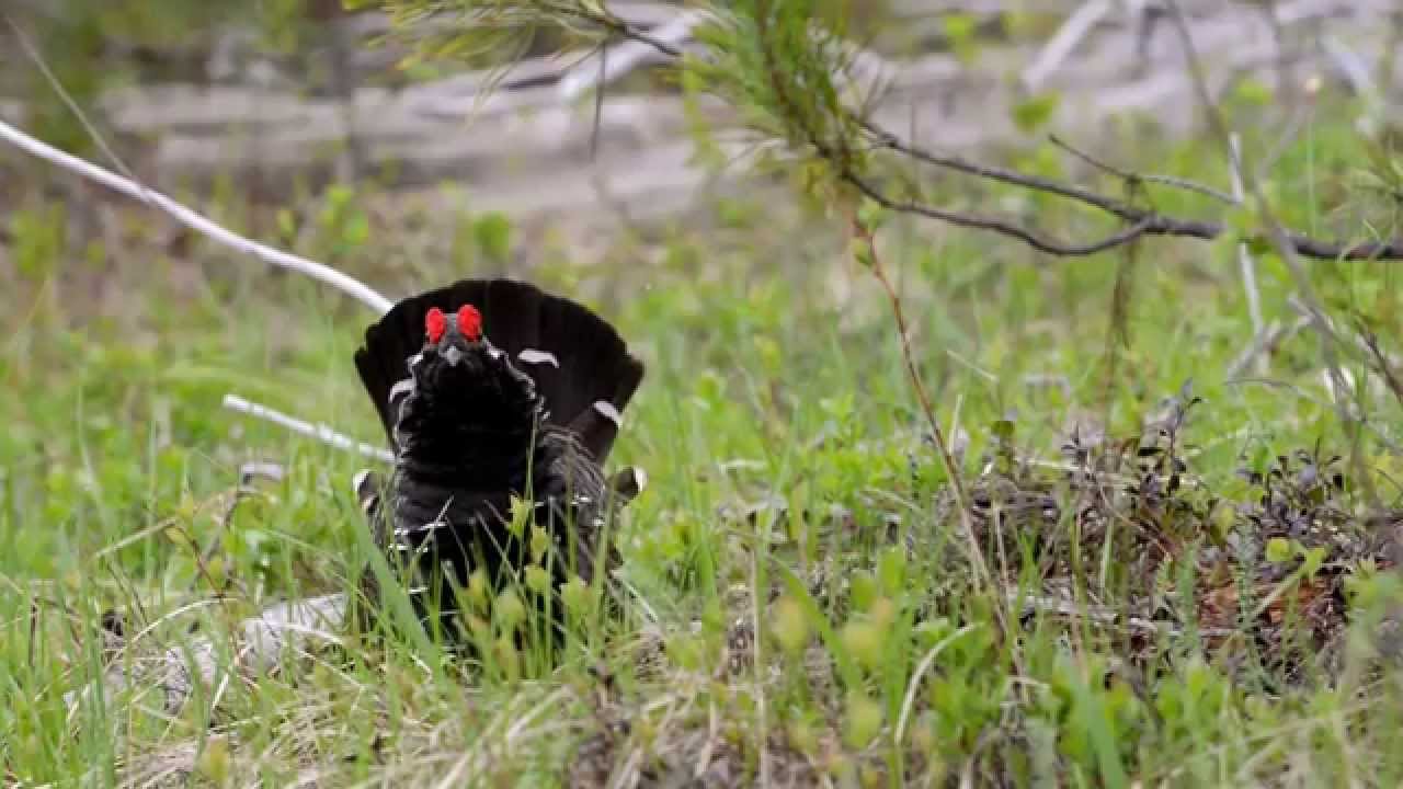Spruce Grouse courtship