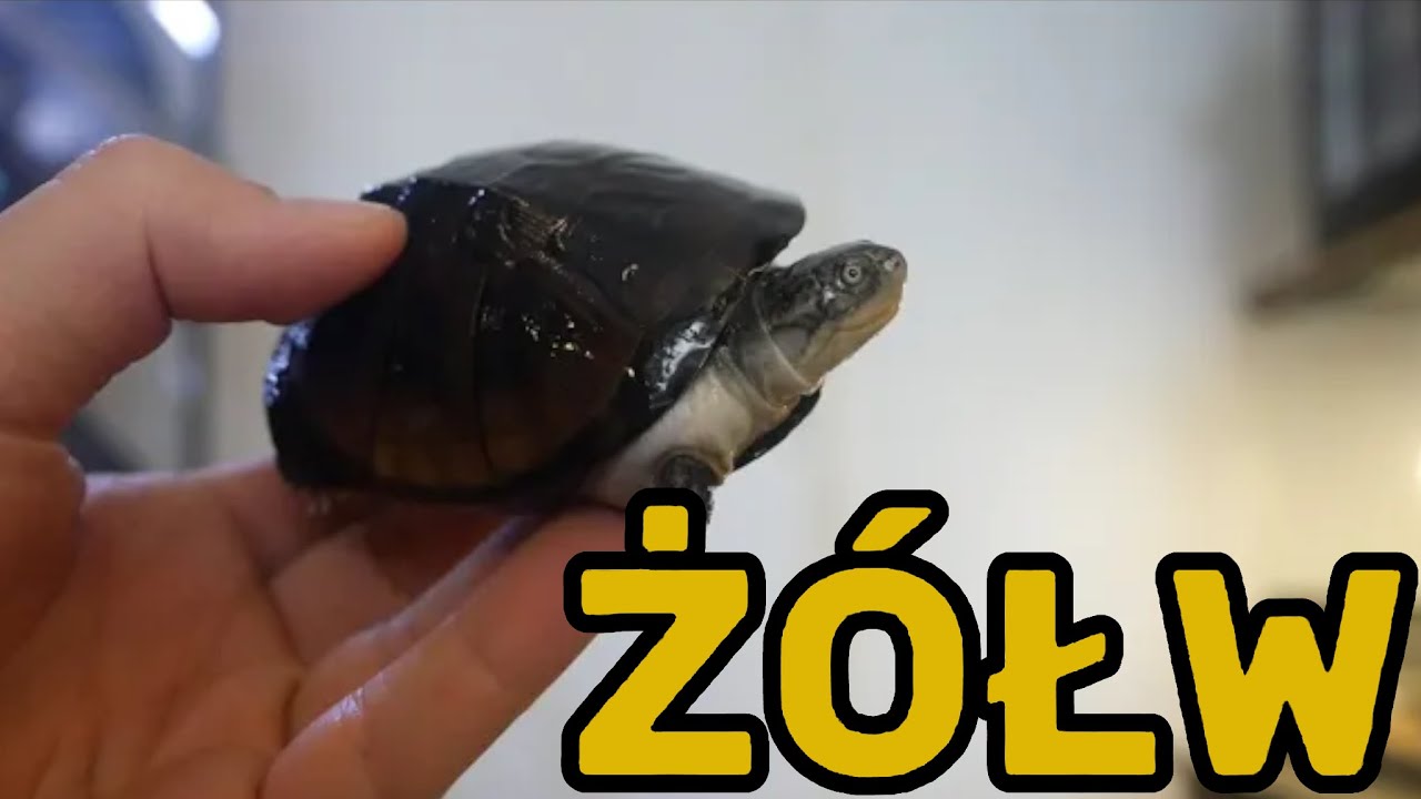 ŻÓŁW KASZTANOWY (Pelusios castaneus)