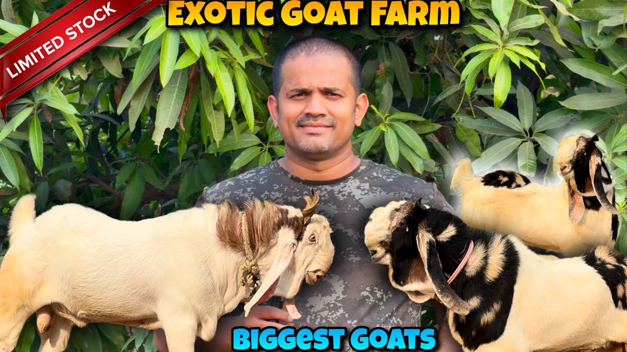 Самые крупные и тяжелые козы породы Кота с экзотической козьей фермы | Началась новая серия коз Кота
