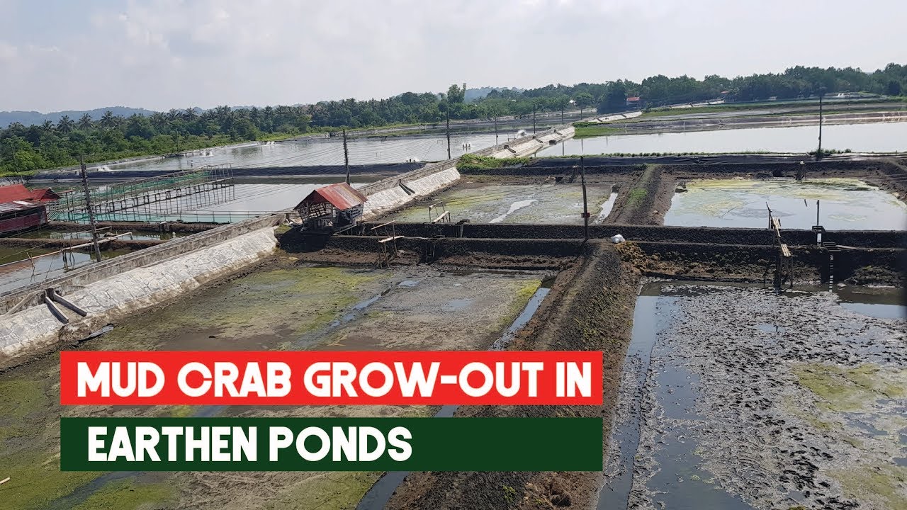 Mud (Mangrove Crab) Growout for Pond Culture | Growout For Aquaculture Scylla Serrata