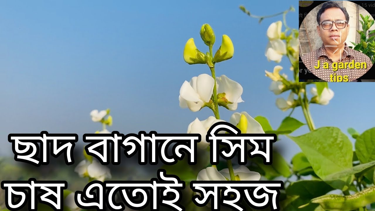 ছাদ বাগানে সিম চাষ এতোই সহজ। 