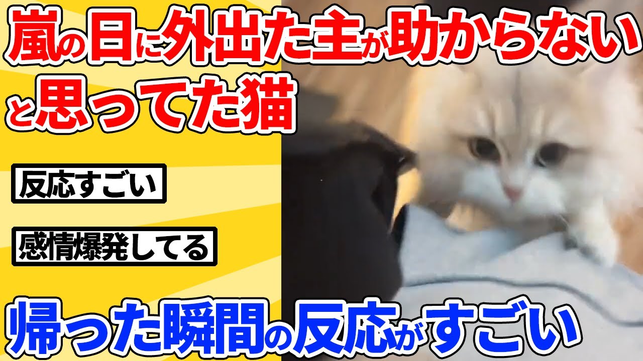【2ch動物スレ】嵐の日に仕事に行った飼い主を助からないと思ってた猫→帰宅した瞬間の反応