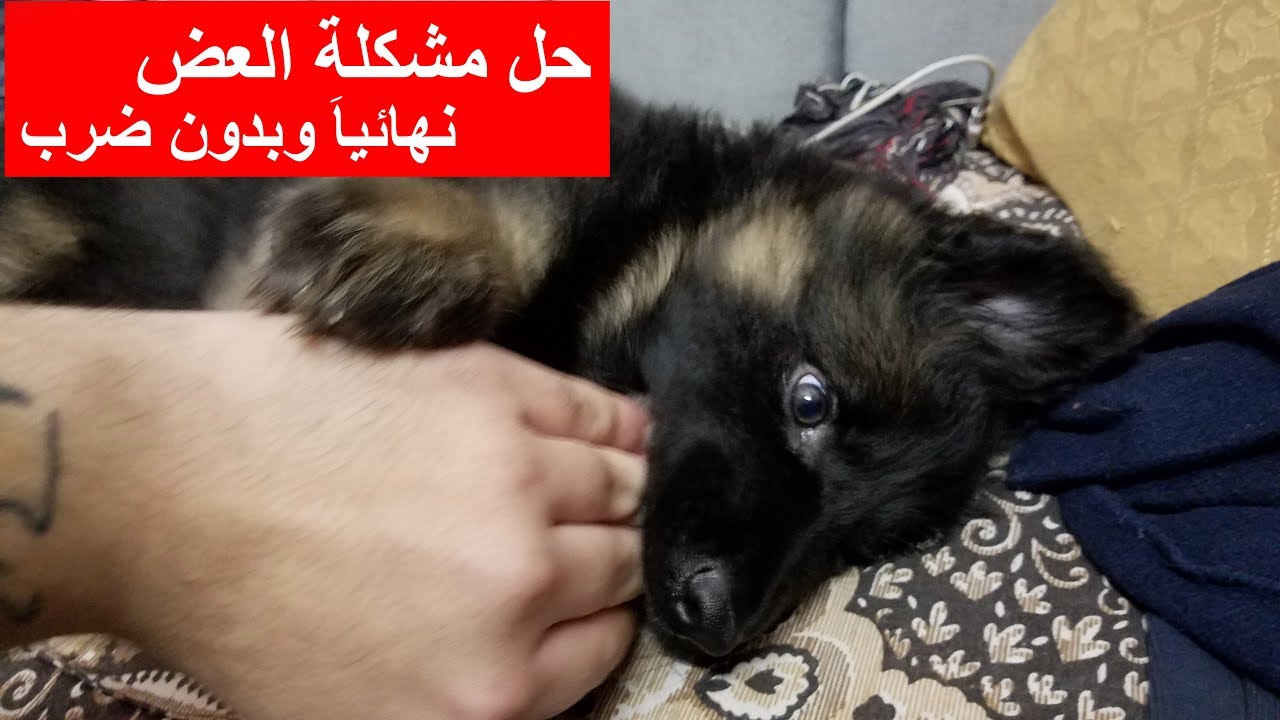 ازاي تحل مشكلة اللعب بالعض مع الجراوي والكلاب من غير ضرب فيديو عملي مع كلبي جيرمن شيبرد بشوية لعب
