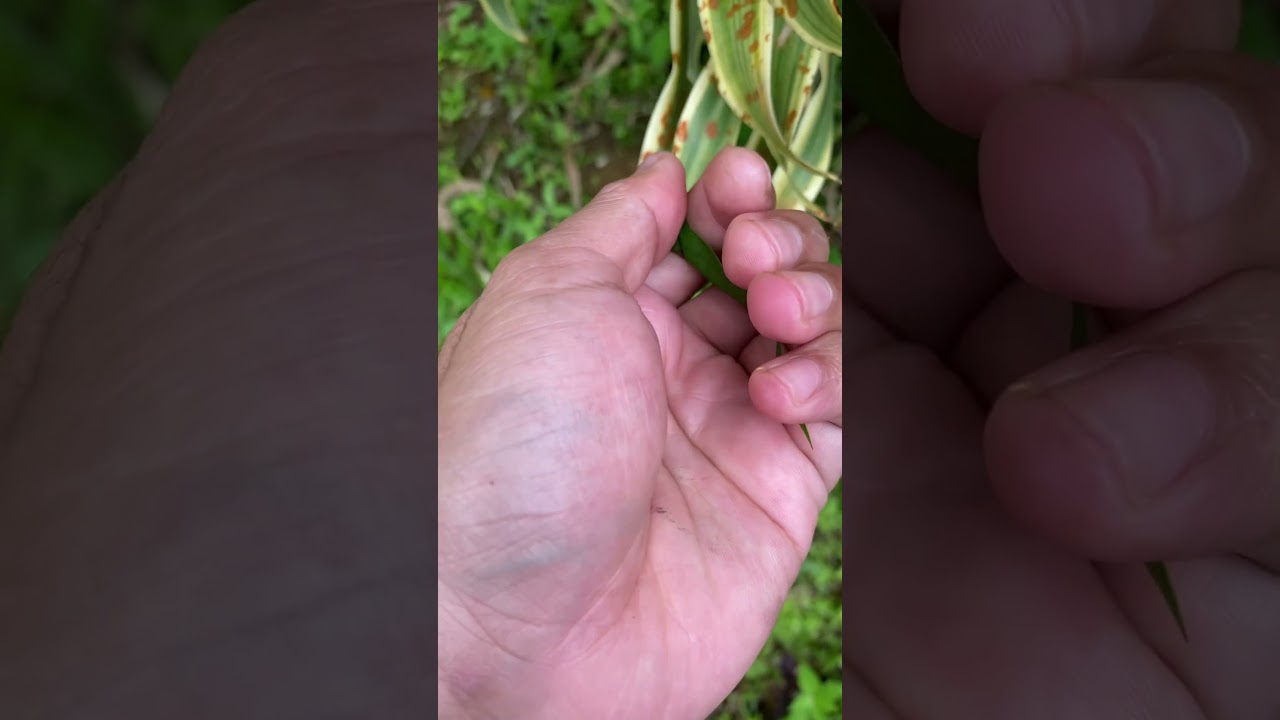 what kind of ladybug is this guys? 
