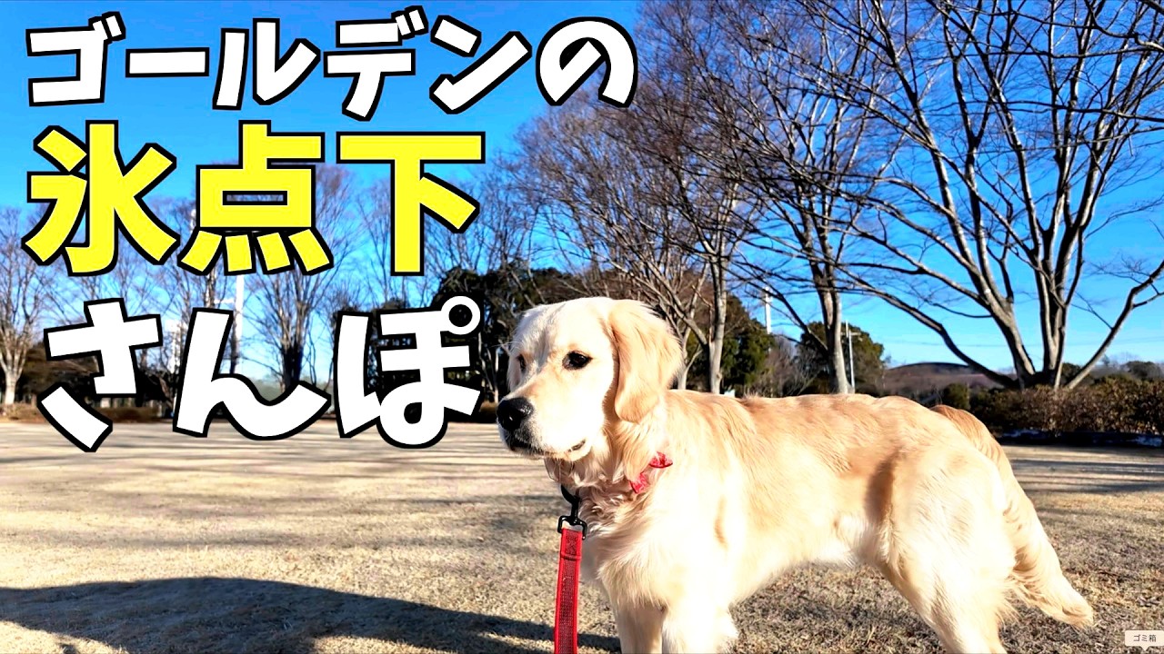 家族の協力必須です！ゴールデンレトリバーのお散歩事情は？氷点下でもお散歩行きます。（花#21）