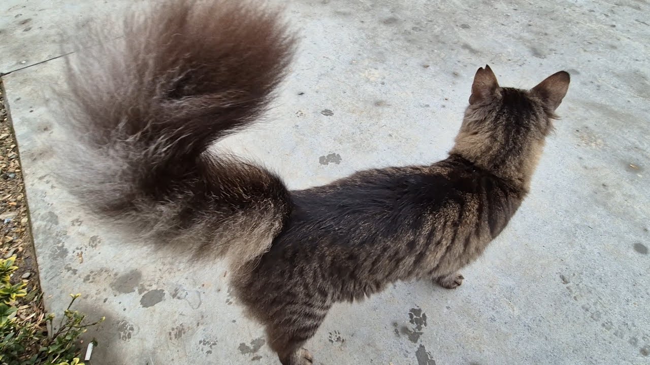 The cutest street cat I’ve ever seen, with the coolest fluffy tail.