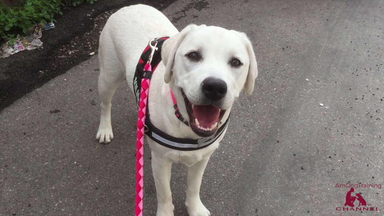Incontri tra cani in passeggiata...segnali calmanti