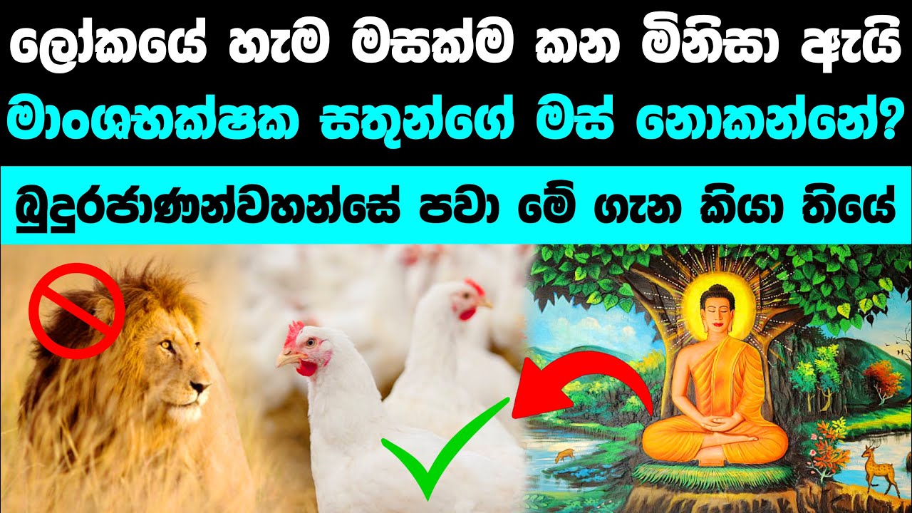 හේතුවක් තියෙනවා ! මේකට හේතුව ඇහුවොත් ඔයා පුදුම වෙයි | Why don’t we eat carnivores 🤔