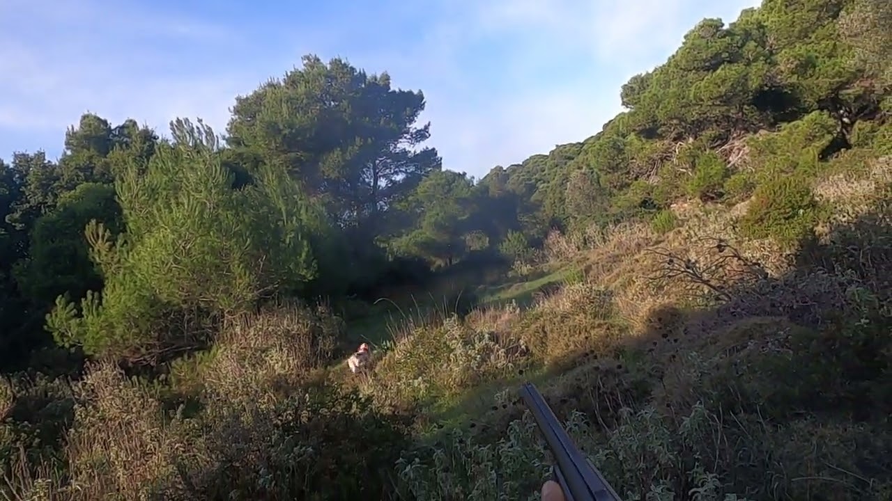 Μπεκάτσα Νο 122 μια καλή φάση με τον Μόρις δυόμισι χρόνον και τον ΑΖΑΡ 